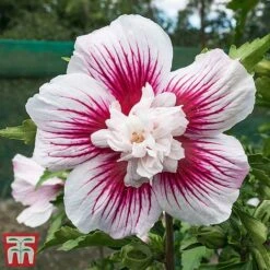 Hibiscus 'Starburst Chiffon' -Plants Sales Store hibi star