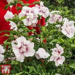 Hibiscus 'Starburst Chiffon' -Plants Sales Store hibi star2