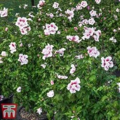 Hibiscus 'Starburst Chiffon' -Plants Sales Store hibi star4