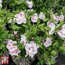 Hibiscus 'Starburst Chiffon' -Plants Sales Store hibi star6