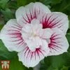 Hibiscus 'Starburst Chiffon' -Plants Sales Store hibi star7