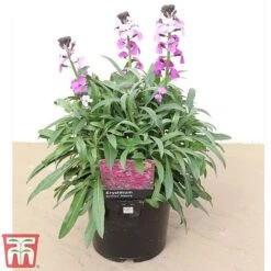 Erysimum 'Bowles Mauve' -Plants Sales Store how