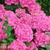 Hydrangea Macrophylla 'Alpengluehen' 2 Hydrangea Macrophylla 'Alpengluehen' -Plants Sales Store hydra alp3