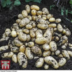 Potato 'T&M Favourites Collection' 21 Potato 'T&M Favourites Collection' -Plants Sales Store jazzy