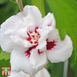 Hibiscus Syriacus 'Lady Stanley' 15 Hibiscus Syriacus 'Lady Stanley' -Plants Sales Store lady s