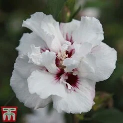 Hibiscus Syriacus 'Lady Stanley' 13 Hibiscus Syriacus 'Lady Stanley' -Plants Sales Store lady s4