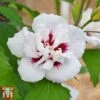 Hibiscus Syriacus 'Lady Stanley' -Plants Sales Store lady s5