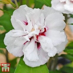 Hibiscus Syriacus 'Lady Stanley' 14 Hibiscus Syriacus 'Lady Stanley' -Plants Sales Store lady s6