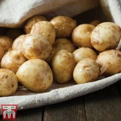 Potato 'T&M All Year Round Collection' -Plants Sales Store ladychr