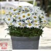 Shasta Daisy 'Madonna' 1 Shasta Daisy 'Madonna' -Plants Sales Store leuc mad