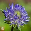 Jasione Laevis 2 Jasione Laevis -Plants Sales Store ly