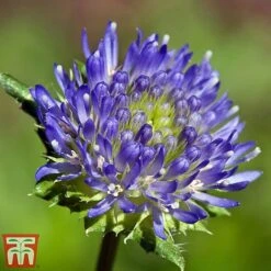 Jasione Laevis