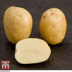 Potato 'T&M All Year Round Collection' -Plants Sales Store mcprem