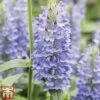 Nepeta Nervosa 'Blue Moon' -Plants Sales Store nep blue