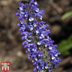 Nepeta Nervosa 'Blue Moon' -Plants Sales Store nep blue2