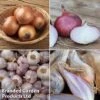 Onion, Shallot & Garlic Saver Pack -Plants Sales Store onion coll