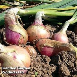 Onion Triple Pack (Spring) 7 Onion Triple Pack (Spring) -Plants Sales Store onion keravil pink11