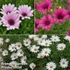 Hardy Osteospermum Collection 1 Hardy Osteospermum Collection -Plants Sales Store osteo coll