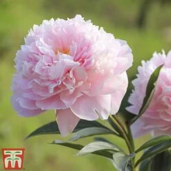 Peony Trio -Plants Sales Store peony sarah