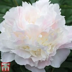 Peony Trio -Plants Sales Store peony shirley