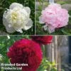 Peony Double Collection -Plants Sales Store peony trio