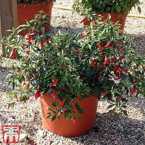 Chilli Pepper 'Apache' F1 Hybrid 4 Chilli Pepper 'Apache' F1 Hybrid - Image 2