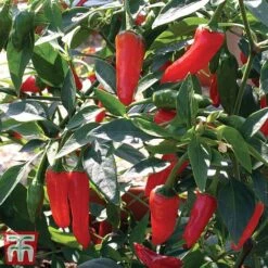 Chilli Pepper 'Apache' F1 Hybrid 9 Chilli Pepper 'Apache' F1 Hybrid -Plants Sales Store pepp apach3