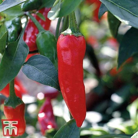 Chilli Pepper 'Apache' F1 Hybrid 3 Chilli Pepper 'Apache' F1 Hybrid