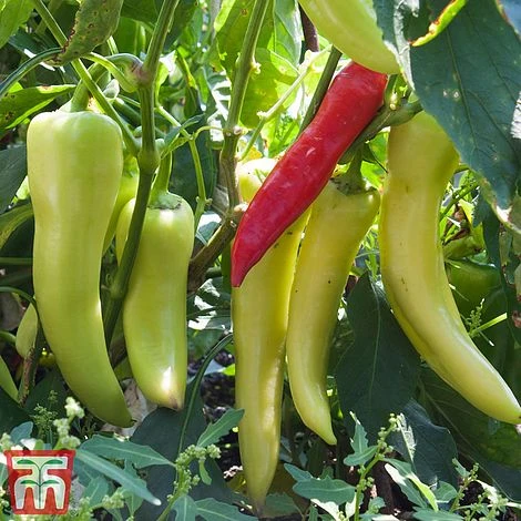 Chilli Pepper 'Hot Banana' 3 Chilli Pepper 'Hot Banana'