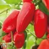 Sweet Pepper 'Snack Red' 2 Sweet Pepper 'Snack Red' -Plants Sales Store pepp red