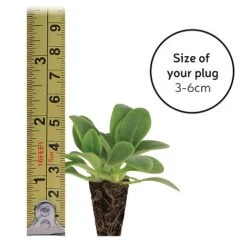 Gaillardia 'Mesa Bright Bicolour' -Plants Sales Store plugsize49