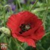 Poppy 'Brilliant' -Plants Sales Store poppy brill