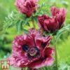 Poppy 'Pattys Plum' 1 Poppy 'Pattys Plum' -Plants Sales Store poppy1