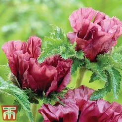 Poppy 'Pattys Plum' -Plants Sales Store poppy2
