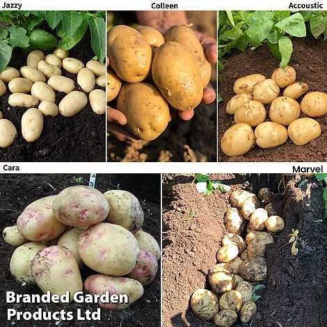 Potato Blight Tolerant Collection 4 Potato Blight Tolerant Collection - Image 2
