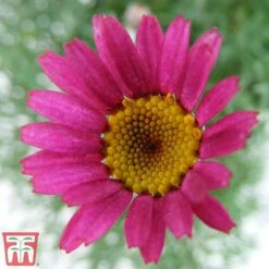 Rhodanthemum 'Marrakech' 7 Rhodanthemum 'Marrakech' -Plants Sales Store rhod2