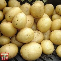 Potato 'T&M Favourites Collection' 24 Potato 'T&M Favourites Collection' -Plants Sales Store rocket22