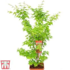 Acer Palmatum 'Sango-kaku' -Plants Sales Store sang2