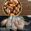 Shallot (Autumn) Twin Pack 1 Shallot (Autumn) Twin Pack -Plants Sales Store shallot