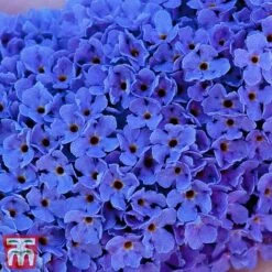 Buddleja 'Buzz® Sky Blue' -Plants Sales Store sky