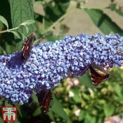 Buddleja 'Buzz® Sky Blue' -Plants Sales Store sky3