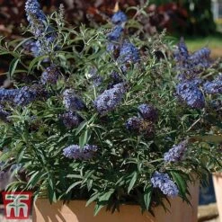 Buddleja 'Buzz® Sky Blue' -Plants Sales Store sky4