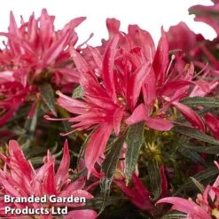 Azalea 'Starstyle Pink' 16 Azalea 'Starstyle Pink' -Plants Sales Store starpink2