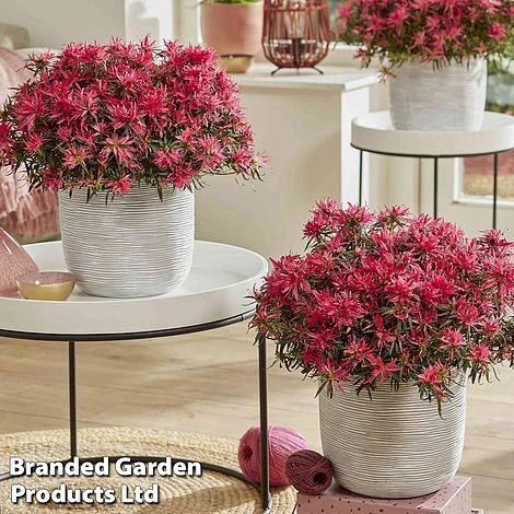 Azalea 'Starstyle Pink' 5 Azalea 'Starstyle Pink' - Image 3