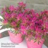 Azalea 'Starstyle Pink' -Plants Sales Store starpink6