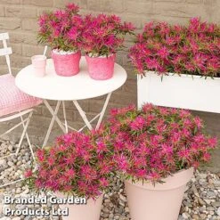 Azalea 'Starstyle Pink' 17 Azalea 'Starstyle Pink' -Plants Sales Store starpink7