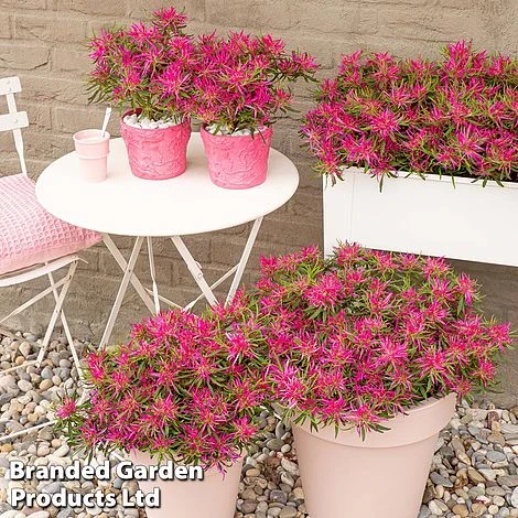 Azalea 'Starstyle Pink' 9 Azalea 'Starstyle Pink' - Image 7