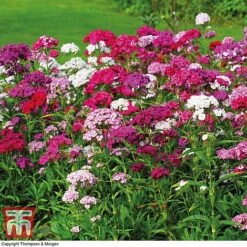 Sweet William 'Mixed'
