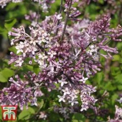 Lilac 'Palibin' (Standard) 10 Lilac 'Palibin' (Standard) -Plants Sales Store syr