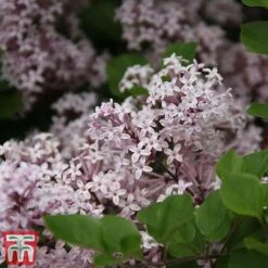 Lilac 'Palibin' (Standard) 9 Lilac 'Palibin' (Standard) -Plants Sales Store syr3